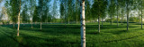 Birch Trees in a Forest  Imatra  South Karelia  Southern Finland  Finland