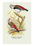 Diamond Sparrow