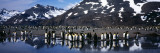 King Penguin Colony on the Coast  South Georgia Island