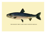 The Rangeley Trout
