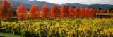 Crop in a Vineyard  Napa Valley  California  USA