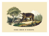 Ours Brun d'Europe