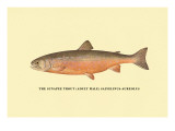 The Sunapee Trout