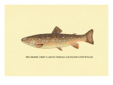 The Brook Trout