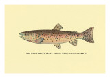 The Red Throat Trout