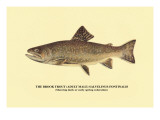 The Brook Trout  Showing Dark or Early Spring Coloration