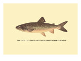 The Great Lake Trout