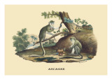 Singes Monkeys