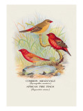 Common Amaduvale  American Fire Finch