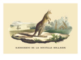 Kangouroo de la Nouvelle Hollande