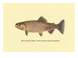 The Golden Trout