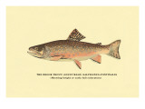 The Brook Trout  Showing Bright or Early Fall Coloration