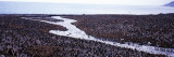King Penguin Colony  Gold Harbor  South Georgia Island