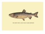 The Tahoe Trout