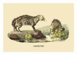 Civette