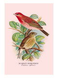 Scarlet Rose-Finch