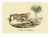Tigre d'Afrique