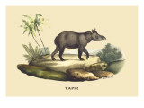 Tapir