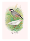 Java Sparrow