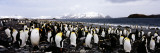 Colony of King Penguins on the Coast  Salisbury Plain  South Georgia Island