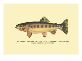 The Golden Trout of Volcano Creek