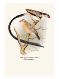 Pin-Tailed Whydah