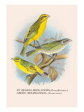 St Helena Seed-Eater  Green Singing-Finch