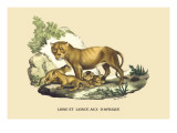 Lion et Lionne d'Afrique