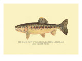 The Golden Trout of Soda Creek