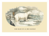 Ours Blanc de la Mer Glaciale