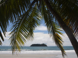 Palm Tree on Beach