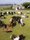 Shetland Ponies at Gott Farm
