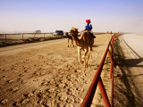 Race Camels in Home Straight of Kuwait Camel Racing Club During Training Session