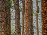 Pine Tree Trunks