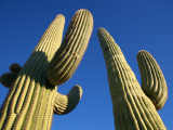 Saguaro Cacti (Carnegiea Gigantea)