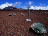 Silversword Plants Growing in Volcanic Crater
