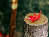 Autumn Leaf on Trunk in Tenju-An Temple Garden