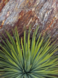 Yucca and Stone