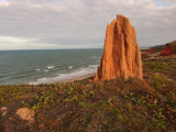 Termite Mound on Coast of Cape York  North of Cooktown