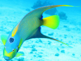 Queen Angelfish (Holacanthus Ciliaris)  Paradise Reef