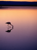 Flamingo Silhouetted at Sunset in Laguna Chaxa