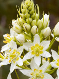 Sticky Tofieldia (Triantha Glutinosa) Flower