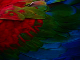 Macaw Plumage Detail