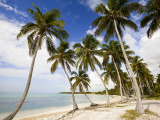 Palm Trees on Beach