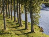 Trees by River Tweed