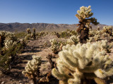 Teddy Bear Cholla Cactus