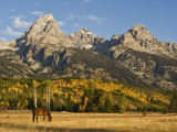 Horses and the Teton Range