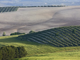 Olive Fields Share Space with Other Crops