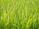 Rice Field  Near Can Tho  Mekong Delta