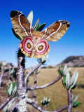 Endemic Suraka Silk Moth (Antherina Suraka)  Female  Resting on a Pachypodium Plant